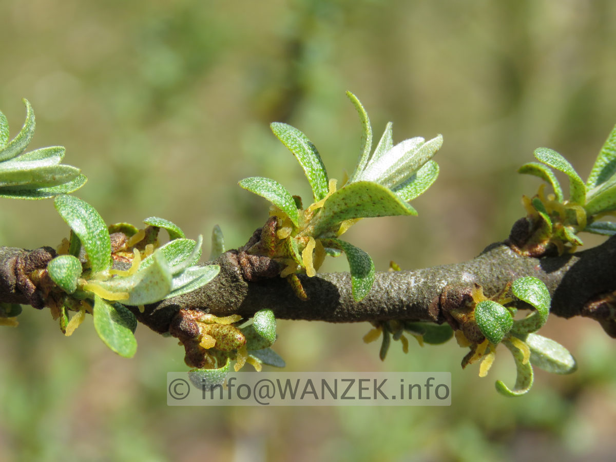 Hippophae_rhamnoides_female_01.JPG