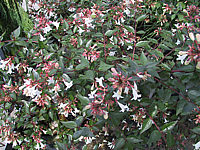 Abelia%20grandiflora%20(Blueten).jpg