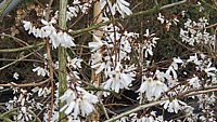 Abeliophyllum%20distichum%20001.JPG