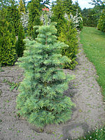 Abies%20concolor%20150cm.JPG
