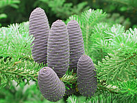 Abies%20koreana%20-%20Zapfen.jpg