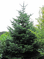 Abies%20nordmanniana%201.JPG