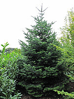 Abies%20nordmanniana%202.JPG