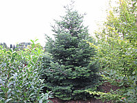 Abies%20nordmanniana%203.JPG