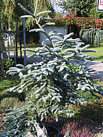 Abies%20procera%20Glauca1.JPG