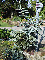 Abies%20procera%20Glauca2.JPG