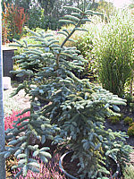 Abies%20procera%20Glauca3.JPG