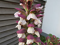 Acanthus%20hungaricus%20-%20Bluete%2002.JPG