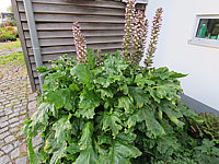 Acanthus%20hungaricus%20002.JPG