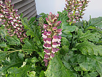 Acanthus%20hungaricus%20003.JPG