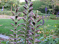 Acanthus%20spinosus%20%20Bluete%2002.JPG