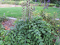 Acanthus%20spinosus%20002.JPG
