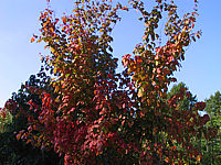 Acer%20davidii%20-Herbstfaerbung1.JPG