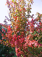Acer%20davidii%20-Herbstfaerbung2gedr.JPG