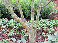 Acer%20davidii%20-Rinde%20gross.JPG