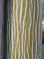 Acer%20davidii%20-Rinde.JPG
