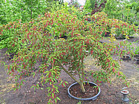 Acer%20davidii%20-Samenstaende1.JPG