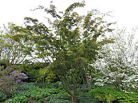 Acer%20davidii%20Ernest%20Wilson%20%20Solitaer%204m.JPG