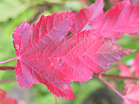 Acer%20ginnala%20-Faerbung%201%20Blatt.jpg