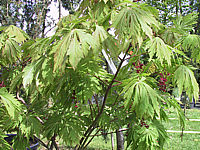 Acer%20japonicum%20Aconitifolium%20Austrieb+Blueten.jpg