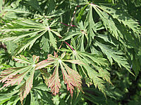 Acer%20japonicum%20Aconitifolium%20Blaetter%20nah.jpg