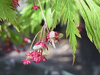 Acer%20japonicum%20Aconitifolium%20Bluetenmacro.jpg