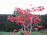 Acer%20japonicum%20Aconitifolium%20Herbst+.JPG