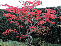 Acer%20japonicum%20Aconitifolium%20Herbstfaerbung%2001.JPG