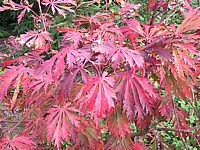 Acer%20japonicum%20Aconitifolium%20Herbstfaerbung1.jpg