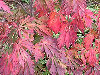 Acer%20japonicum%20Aconitifolium%20Herbstfaerbung2.jpg