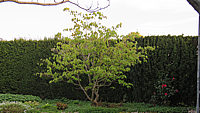 Acer%20japonicum%20Aconitifolium%20im%20Austrieb.JPG