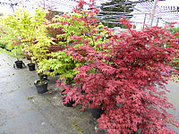 Acer%20palmatum%20%20in%20Sorten%201,5-2m%20im%20Austrieb,%20von%20rechts%20De%20shojo,%20Osakazuki,%20Orange%20Dream,%20Red%20Pygmy,%20Koto%20no%20ito.JPG