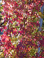 Acer%20palmatum%20-%20Herbst.JPG