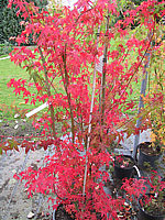 Acer%20palmatum%20-%20Herbstfaerbung.JPG