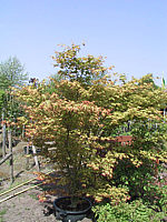 Acer%20palmatum%20-%20Sol%20Co.jpg