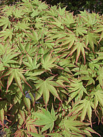 Acer%20palmatum%20-%20junges%20Laub.jpg