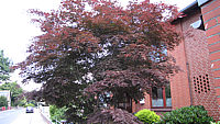 Acer%20palmatum%20Atropurpureum%20Sol%206m-1.JPG