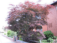 Acer%20palmatum%20Atropurpureum%20Sol%206m.JPG