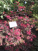 Acer%20palmatum%20Atropurpureum.JPG