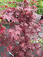 Acer%20palmatum%20Bloodgood.JPG