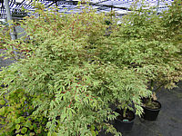 Acer%20palmatum%20Butterfly%202m.JPG