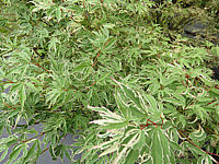 Acer%20palmatum%20Butterfly%20nah.JPG