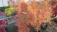 Acer%20palmatum%20Butterfly%20rosarote%20Herbstfaerbung.JPG