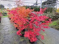 Acer%20palmatum%20De%20shohjoh%20-%20Herbst%202015.JPG