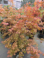 Acer%20palmatum%20De%20shohjoh%201,5m.JPG