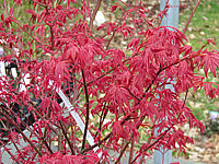 Acer%20palmatum%20De%20shohjoh%20im%20Austrieb.JPG