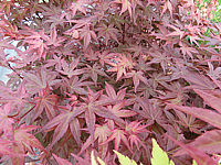 Acer%20palmatum%20De%20shohjoh%20im%20Austrieb02.JPG