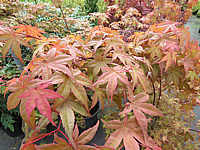 Acer%20palmatum%20De%20shohjoh%20nah.JPG