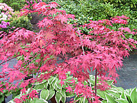 Acer%20palmatum%20Deshojo%20Austrieb%20rot.JPG