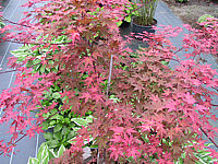 Acer%20palmatum%20Deshojo-1.JPG